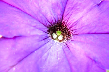 Petunia flowers bloom in the garden in summerの写真素材