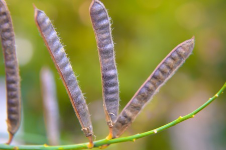 Left raw seeds on a bush in autumnの写真素材