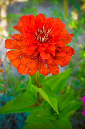 Red flower of Youth-and-age, Zinnia elegans, macro, selective focus, shallowの写真素材