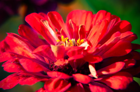 Red flower of Youth-and-age, Zinnia elegans, macro, selective focus, shallowの写真素材