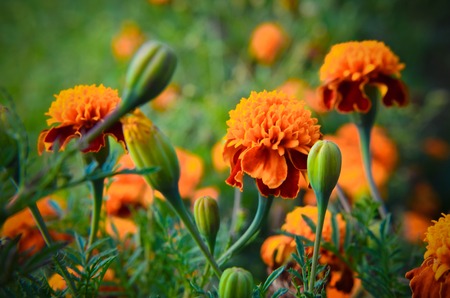 Bright orange and yellow marigolds, beautiful summer flowersの写真素材