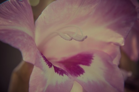 Close up of Gladiolus flower from summer gardenの写真素材