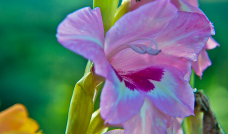 Close up of Gladiolus flower from summer gardenの写真素材