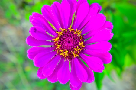  zinnia elegans or Classic Zinnia flower in gardenの写真素材