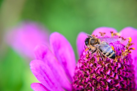 Macro of a bee collecting pollen on a decorative garden flower zinnia elegans .の写真素材