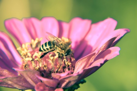 Macro of a bee collecting pollen on a decorative garden flower zinnia elegans .