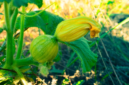 The young garden is growing zucchini, it still has a yellow flower.の写真素材