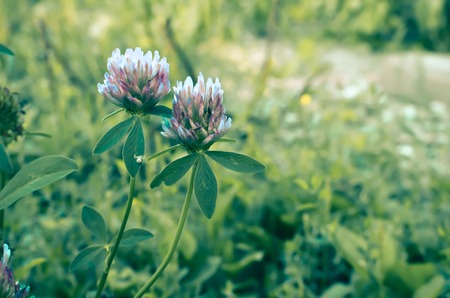 Flowering clover flower on a field Trifolium pratense . close-up shot.の写真素材