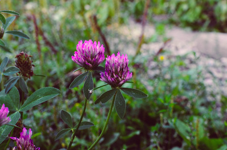 Flowering clover flower on a field Trifolium pratense . close-up shot.の写真素材