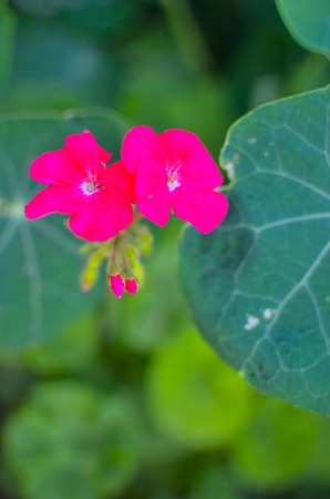 Pink geranium flowers in the morning gardenの写真素材