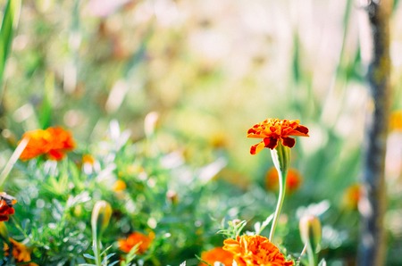 Marigold flowers in the meadow in the sunlight.