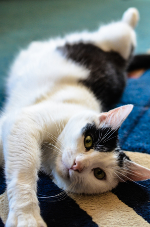 Black and White cat laying on his back on blue carpetの写真素材