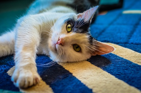 Black and White cat laying on his back on blue carpetの写真素材
