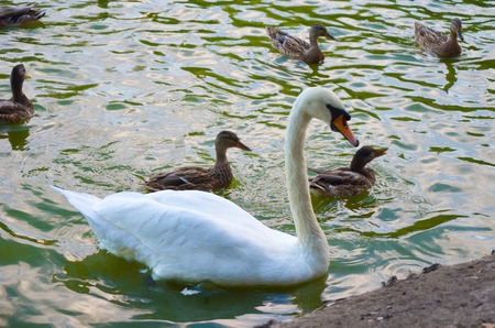 White swan swimming gently in still lake water ingreen lightの写真素材