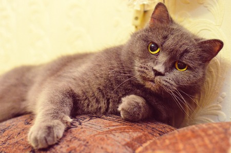 British cat lying on the couch indoor