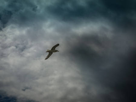 photo of gull in sky with clouds and bright sunの写真素材