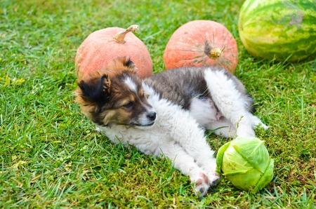 Puppy outdoors on the grass with pumpkin on a sunny dayの写真素材