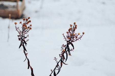 dry plants in snow, meadow at winterの写真素材