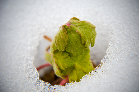 Image of early sprout appearing from melting snowcover in springの写真素材