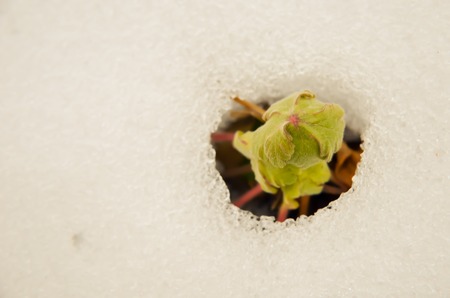 Image of early sprout appearing from melting snowcover in springの写真素材