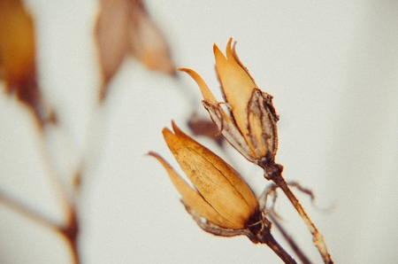 dry plants in snow, meadow at winterの写真素材