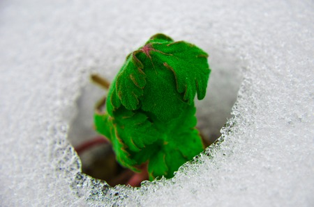 Image of early sprout appearing from melting snowcover in springの写真素材