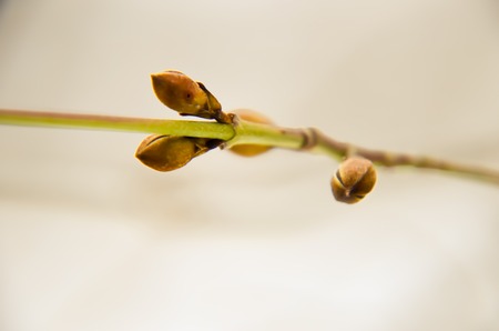 Dogwood tree bud at winter as backgroundの写真素材
