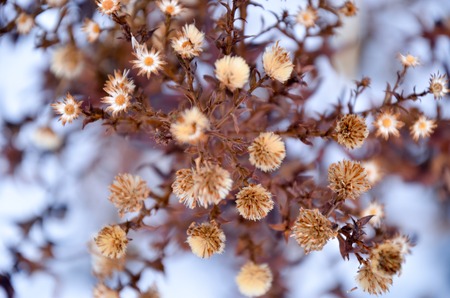 Dried flowers at snow background at winterの写真素材