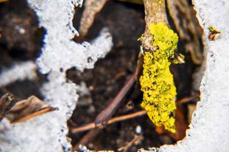 Yellow moss with layer of snow and leaves as background in winter