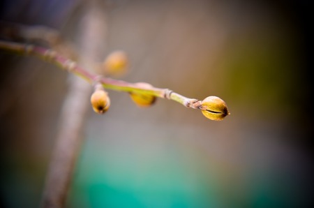Dogwood tree bud at winter as backgroundの写真素材