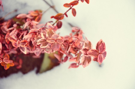 Euonymus fortunei red coloured in snow at winterの写真素材