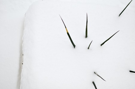 Yucca almost whole covered in white snowの写真素材