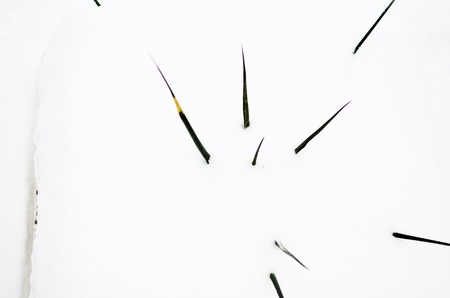 Yucca almost whole covered in white snowの写真素材