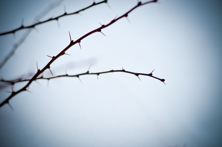 Barberry bush brown branches at winter with needlesの写真素材