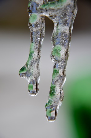 Transparent clear two icicles hangの写真素材