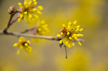 European Cornel tree bossom with yellow flowersの写真素材