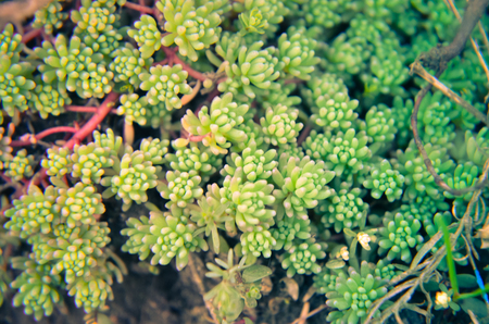 Natural background with small sedum succulents organising live wallの写真素材