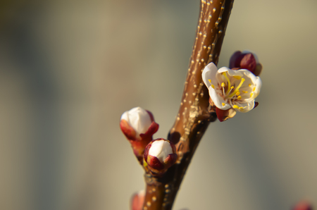 Macro of blooming apricot brunch in spring timeの写真素材