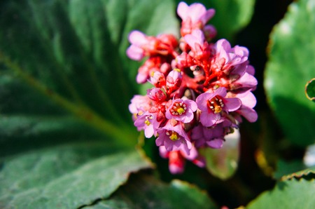 Bergenia cordifolia Bergenia crassifolia or badan blooming with purple flowers
