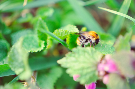 Closeup of flowers and bumblebee on nettles in the forestの写真素材