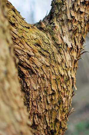 The main trunk of the tree with bark, branching. Texture of tree bark.の写真素材