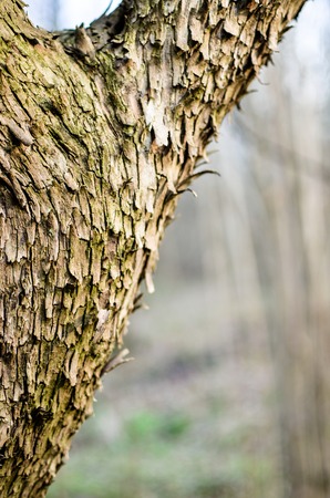 The main trunk of the tree with bark, branching. Texture of tree bark.の写真素材