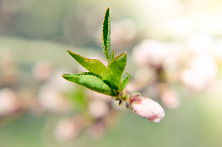Peach blossom with pink flowers in springの写真素材