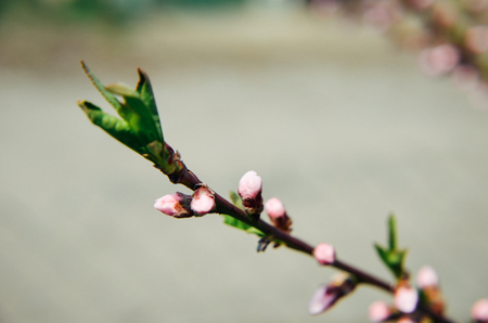 Peach blossom with pink flowers in springの写真素材