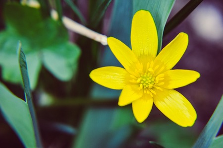 Buttercup Ficaria verna or lesser celandine grows at spring closeupの写真素材