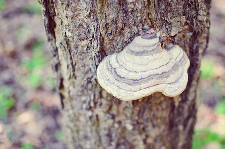 mushrooms on a tree in a forest closeup at spring