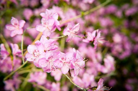 Closeup photo of a beautiful pink Rhododendron in the botanic gardenの写真素材