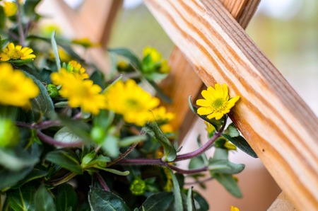 Small yellow flowers on the wood background and green leavesの写真素材