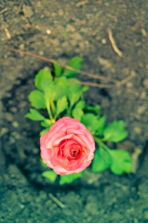 Closeup of a pink ranunculus flower with soft focusの写真素材