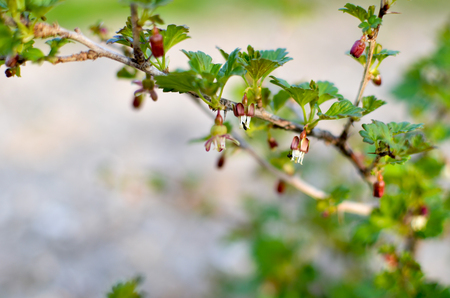 Currant bush in spring garden at springの写真素材
